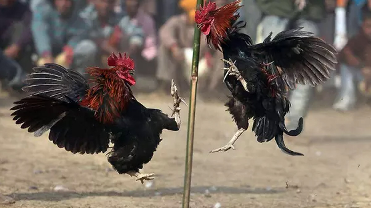 Akılalmaz olay! Baskına giden polis 'dövüş horozu' kurbanı