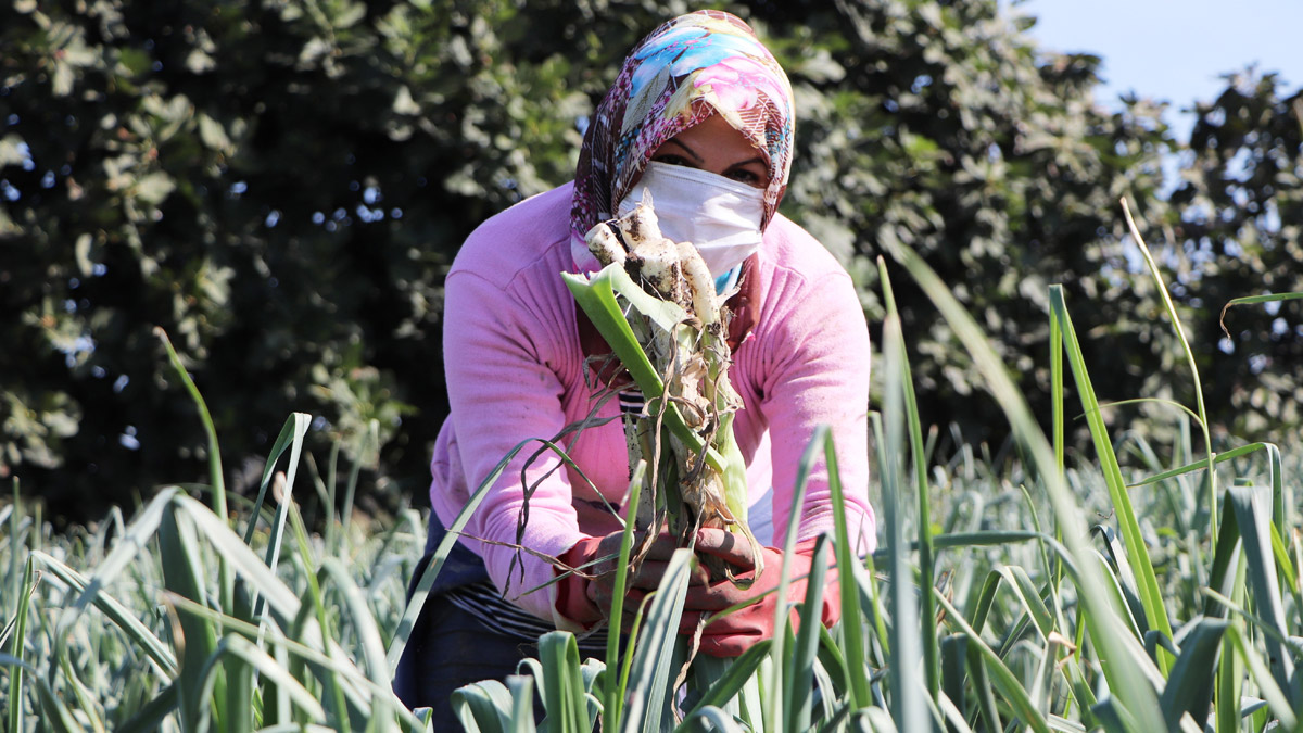 Üreticinin yüzünü pırasa güldürdü