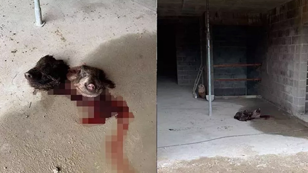 Fransa'da çirkin saldırı! Camiye domuz başı bıraktılar