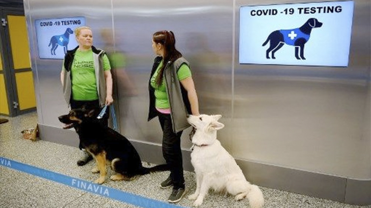 Koronavirüs testi sınıfta kaldı: Köpekler vakaları bulmada daha başarılı