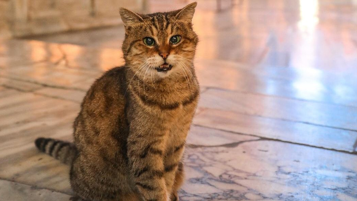 Ayasofya'nın sembolü Gli'den üzen haber