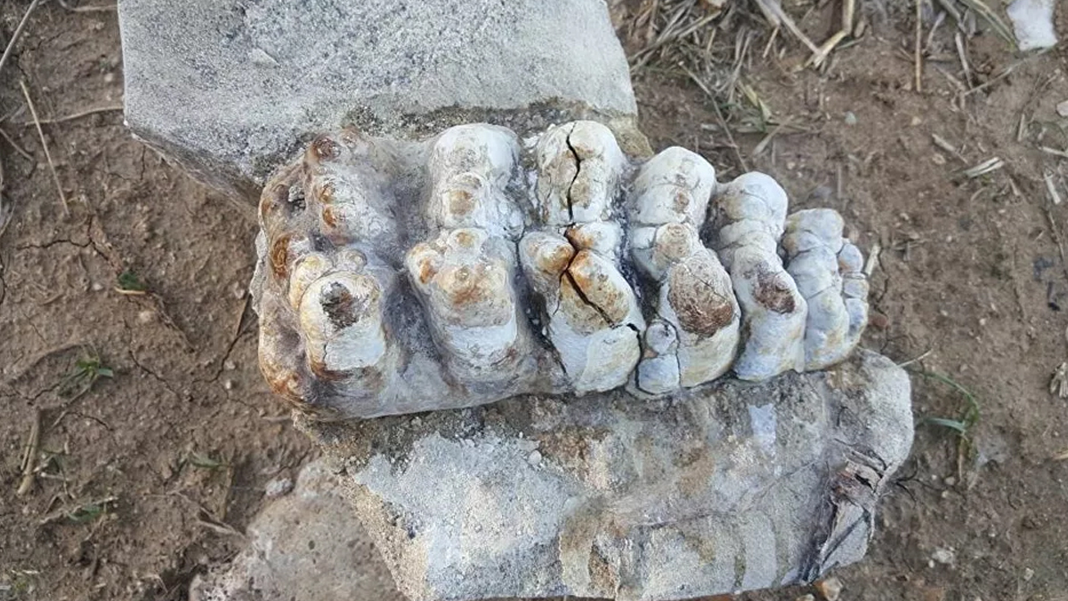 Çanakkale'de 9 milyon yıllık fil fosili bulundu