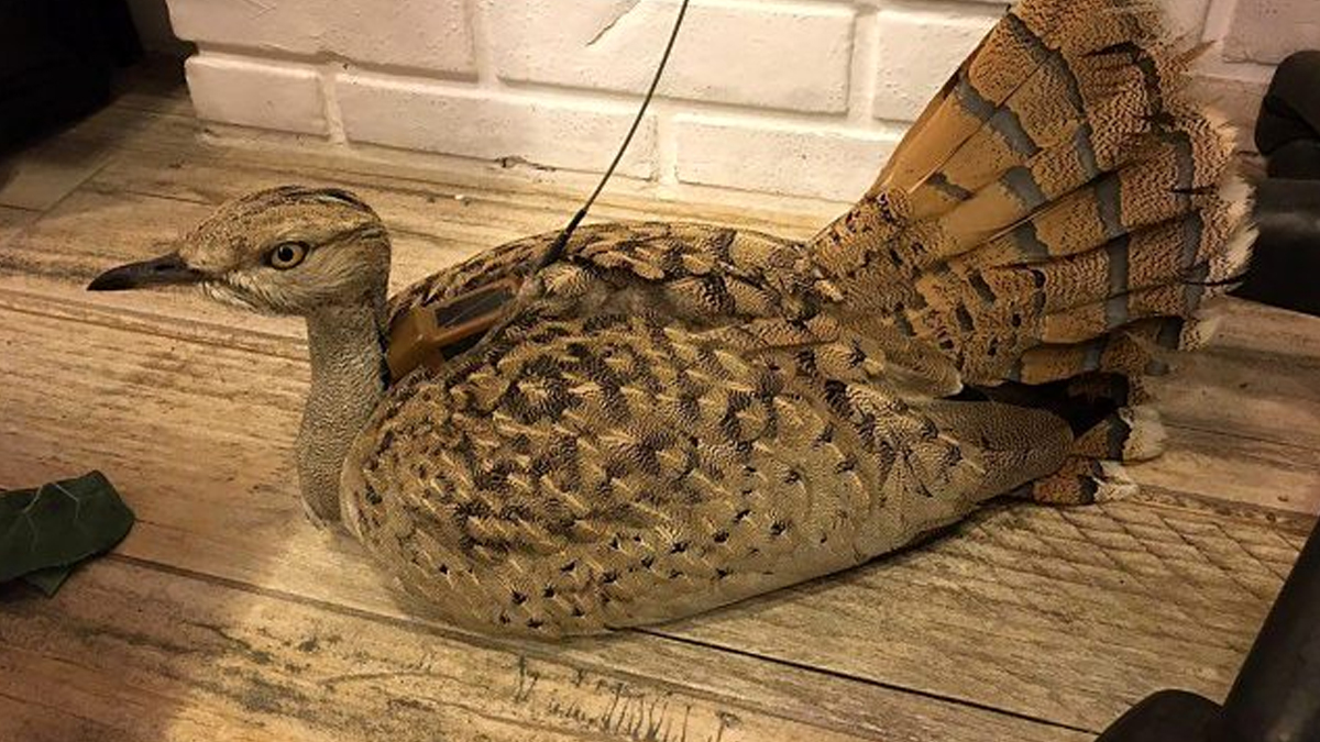 Yillar Sonra Turkiye De Gorulmustu Avcilarin Kurbani Oldu