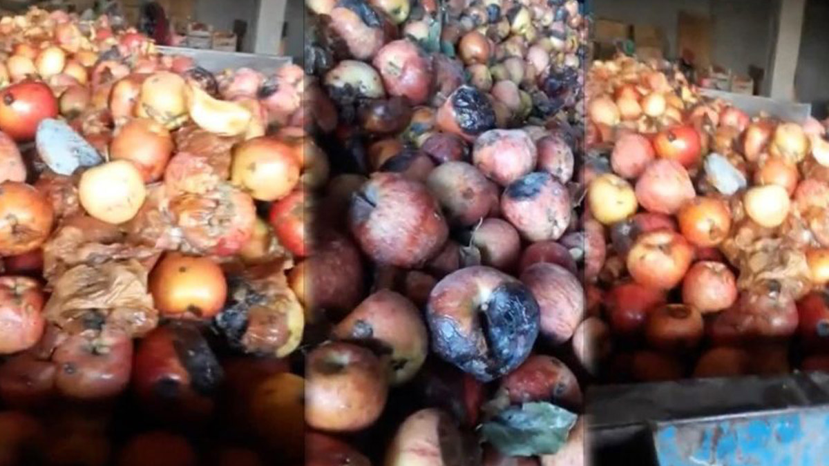 Çürük elma görüntülerine inceleme! Millet ne içtiğini görsün