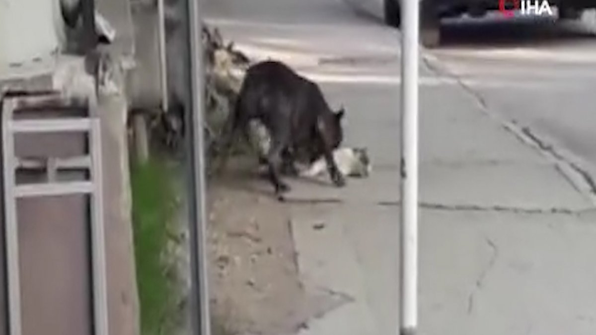 Bursa'da pitbull dehşet saçtı