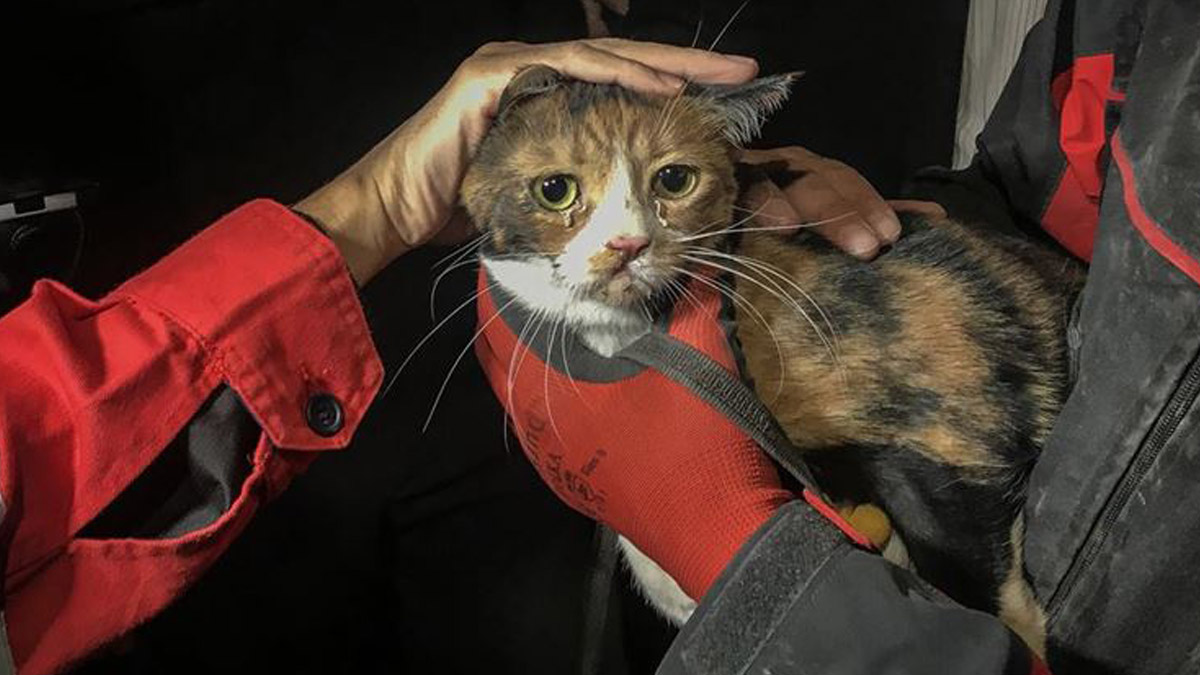 Depremzede hayvanlara 4 ton mama