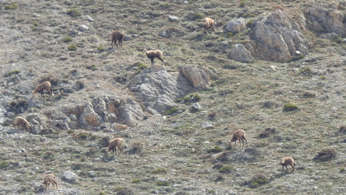 Nesli tükenme tehlikesi altında! Erzincan'da ortaya çıktılar