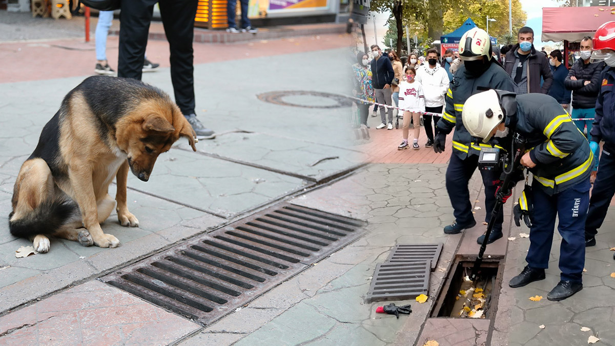 Mazgalın başında bekleyen köpeğin sırrı ortaya çıktı