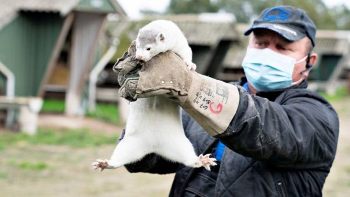Danimarka'da ‘vizon’ krizi! Tarım Bakanı istifa etti