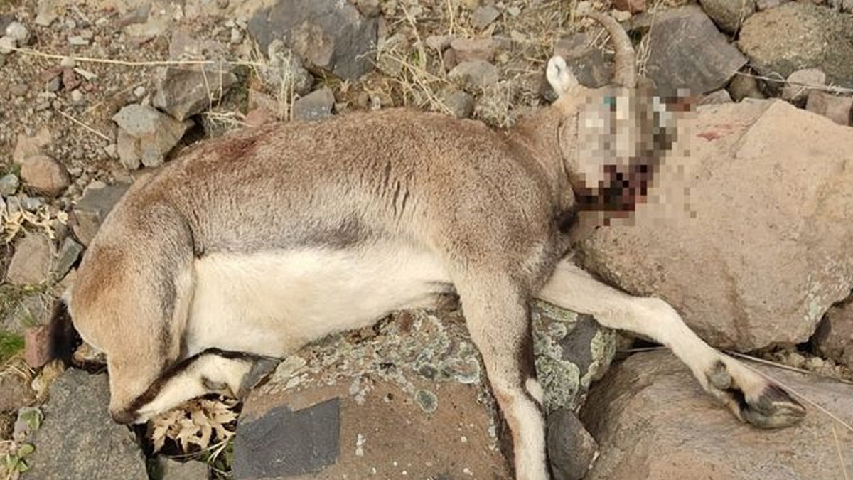 Koruma altındaki yaban keçisi avcılar tarafından katledildi