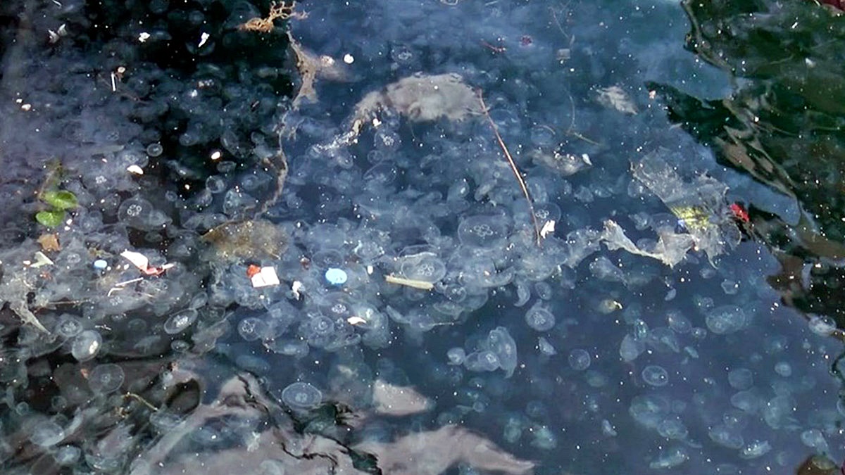 İstanbul Boğazı'nda denizanaları neden çoğaldı?