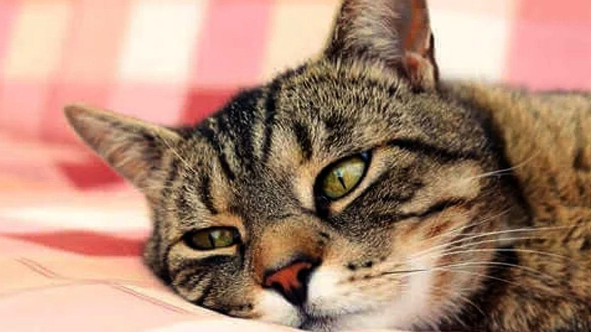 Kedilerde kansızlık neden olur? İşte anemi belirtileri