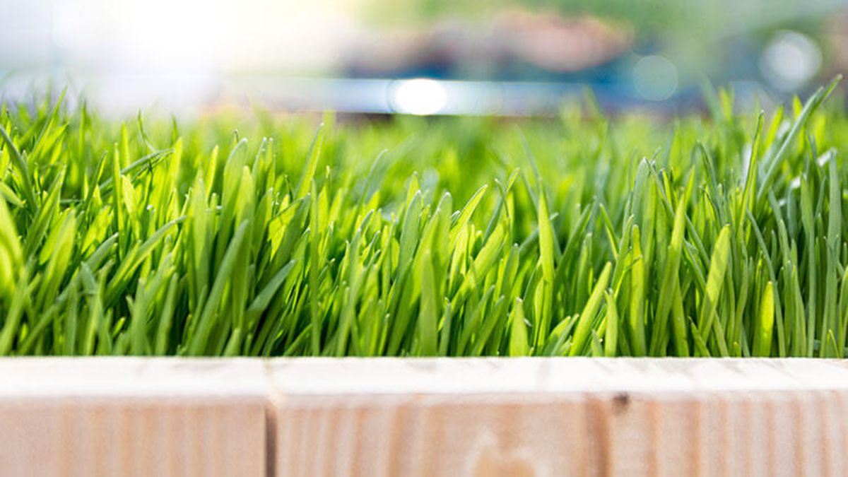 Buğday çimi nasıl yapılır? İşte faydaları
