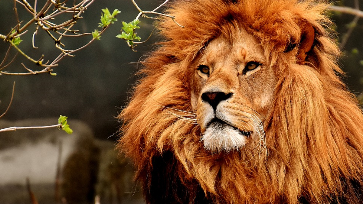 Hayvanat bahçesinde virüs paniği: Hayvanlara bulaştı