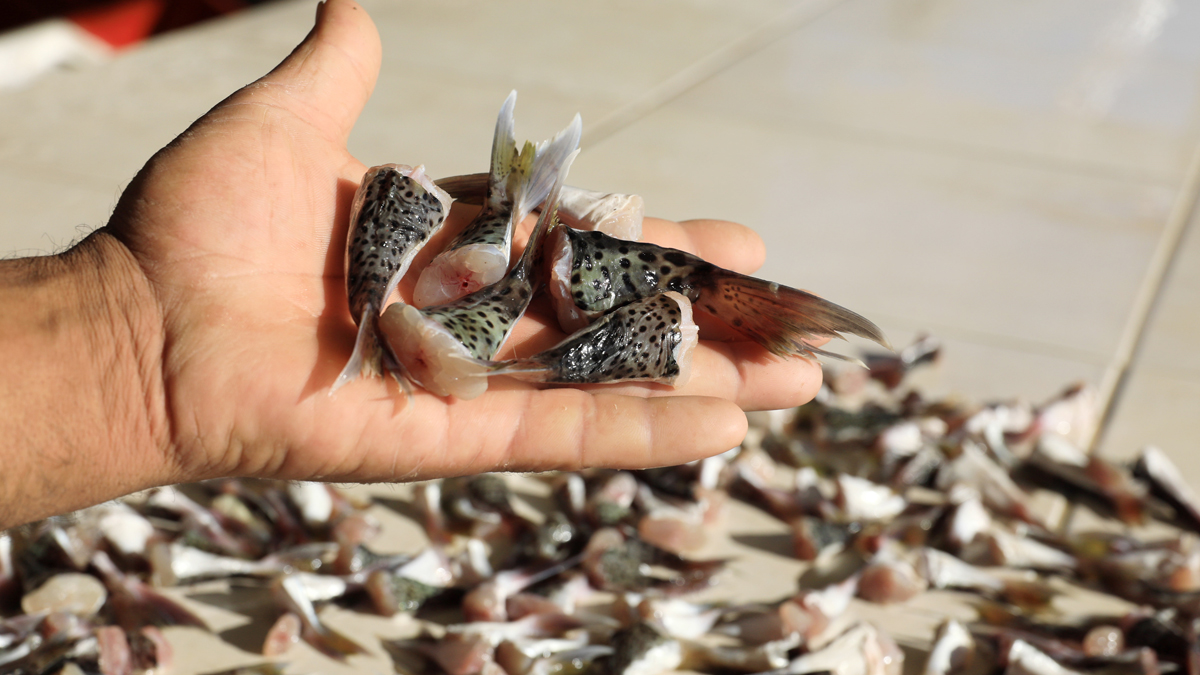 Ödemeler başladı: Balon balığı kuyruğu getirene 5 lira