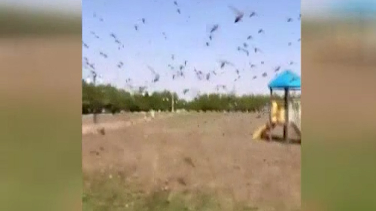 Mekke'yi çekirgeler istila etti