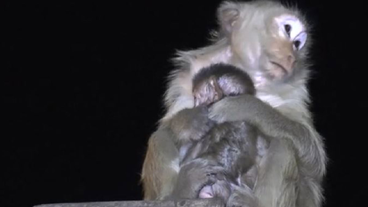 Patlatılan havai fişeklerden korkan maymun, yavrusunu böyle korudu