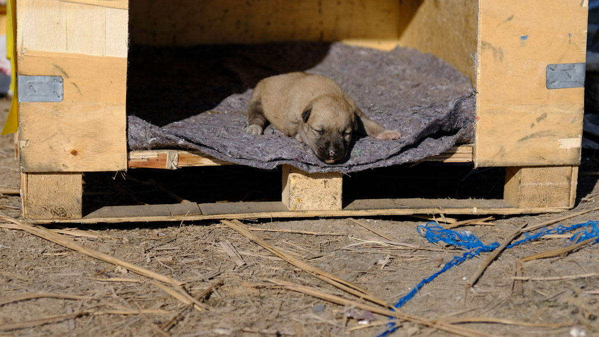 9 yavrusunun yakılarak öldürüldüğü anne köpekle sağ kalan tek yavrusuna yeni yuva