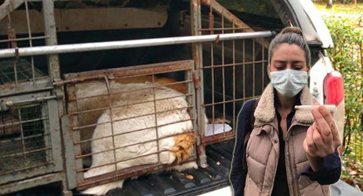 Köpekler iğneyle öldürüldü tüm çalışanlar açığa alındı