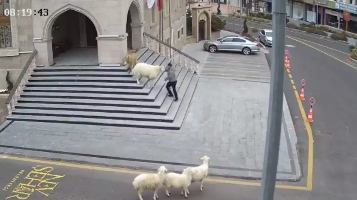 Nevşehir Belediye binası 1 koyun 1 keçi ve 3 kuzunun istilasına uğradı