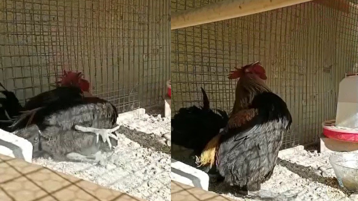 Denizli horozu bayılana kadar ötüyor