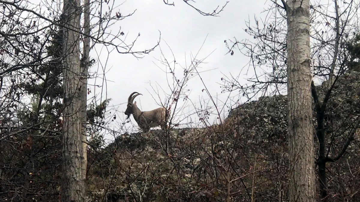 Gümüşhane'de yaban keçileri köylere indi
