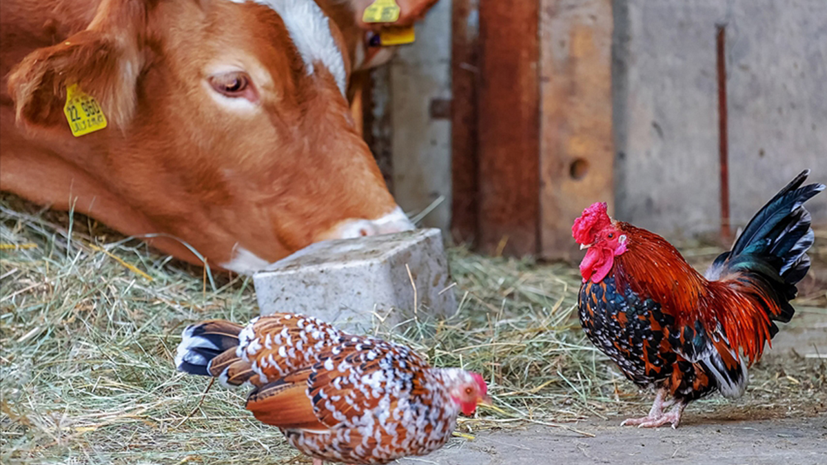 Sığır ve kümes hayvanları virüs yaymıyor ancak kedilere dikkat