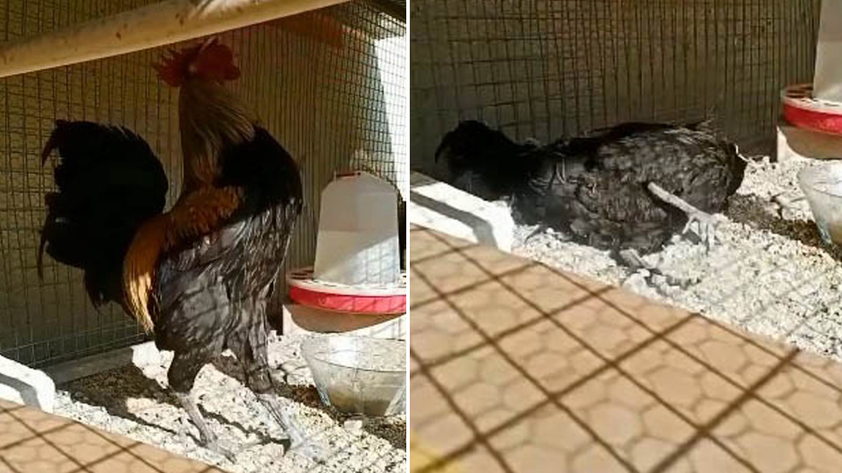 Öterken bayılan fenomen horoz için araba teklif ettiler