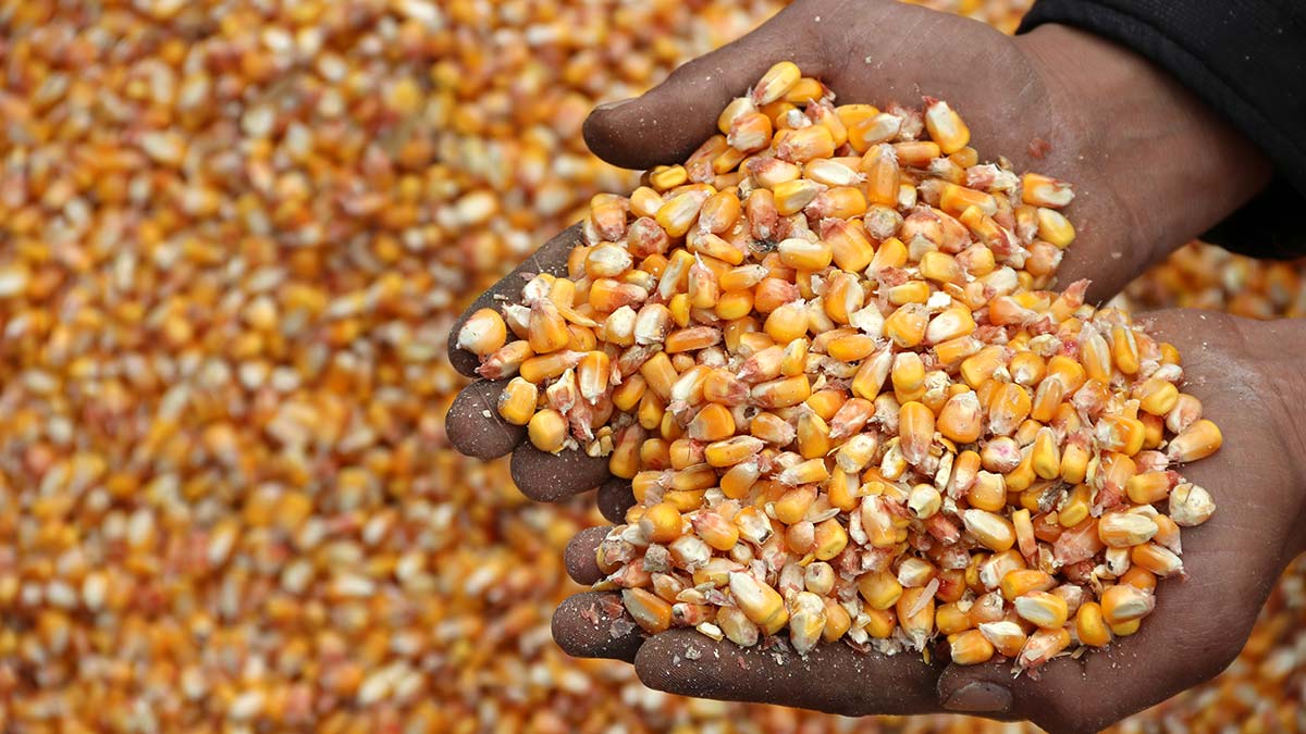 Son dakika! 'Makul fiyat' hamlesi!... Arpa, buğday ve mısırda gümrük vergisi sıfırlandı