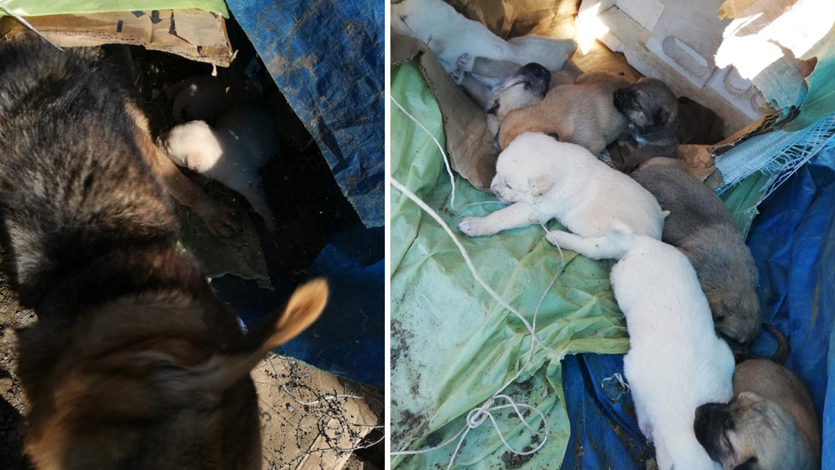 Anne köpekle 8 yavrusunu torbaya koyup boş araziye attılar