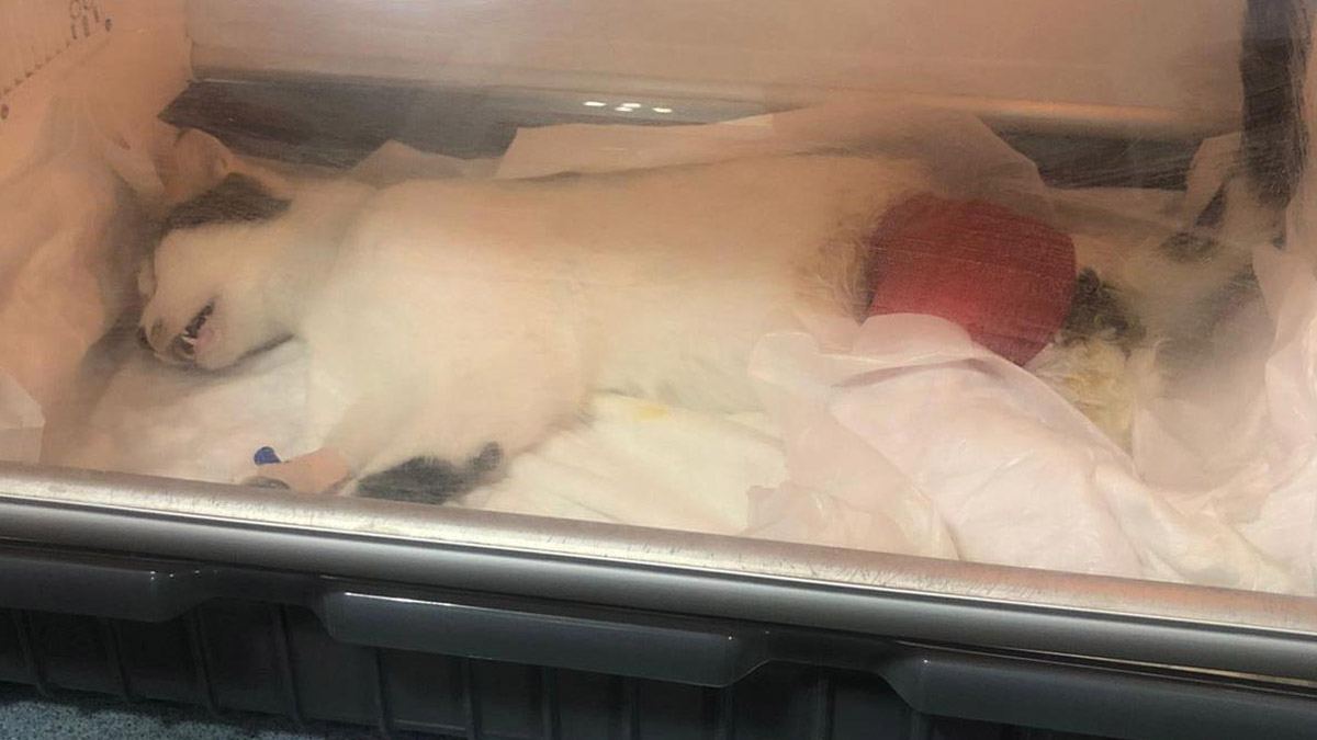 Hayvana şiddet durmuyor! 'Köpük' isimli kediyi pompalı tüfekle vurdular