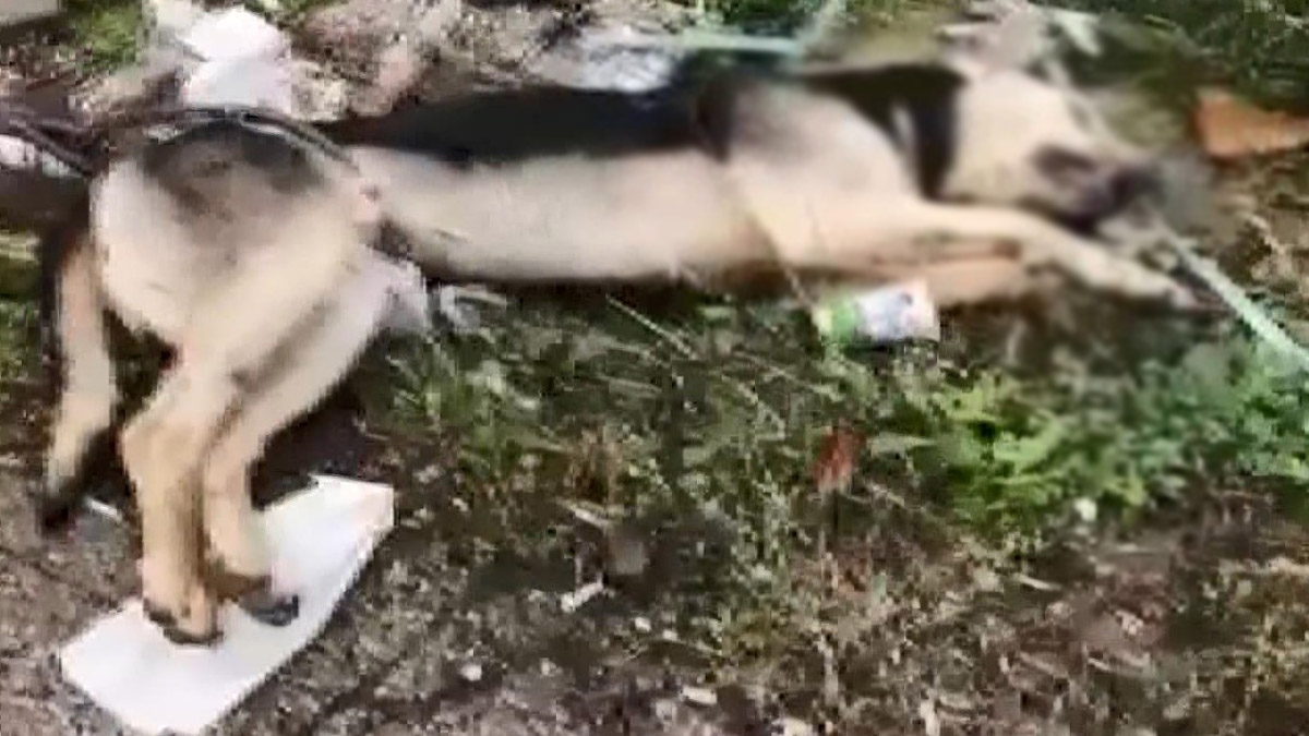 Kabloyla direğe bağlanan köpek ölü bulundu