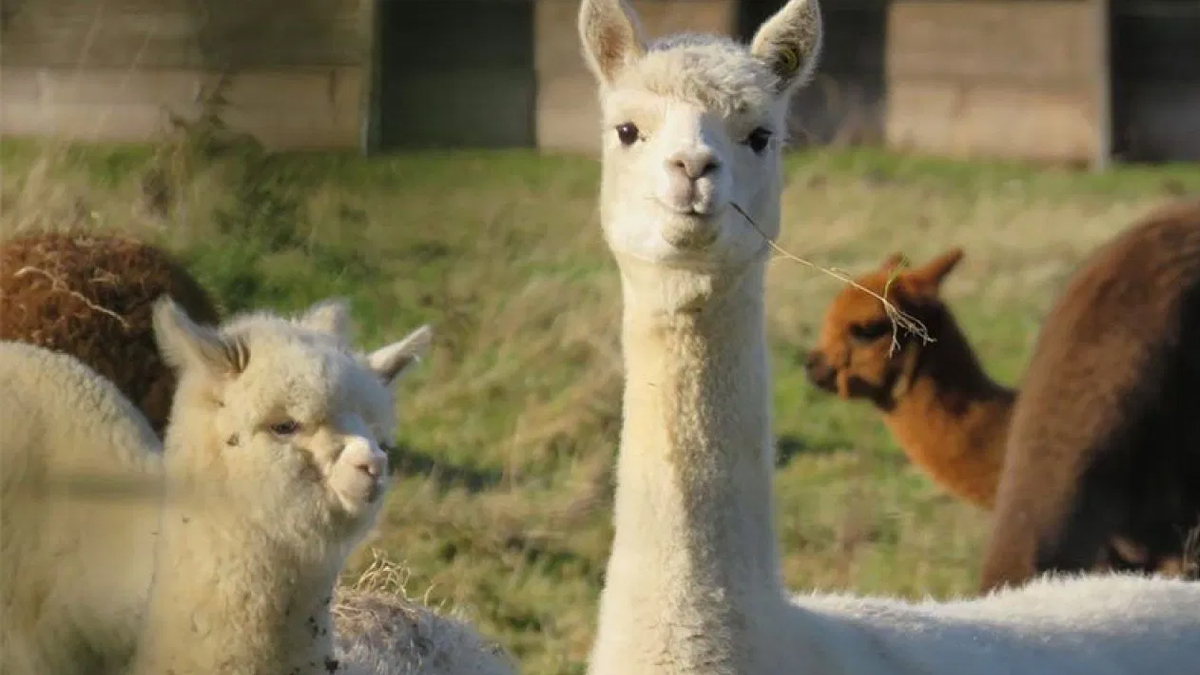 Koronavirüse karşı yeni tedavi yöntemi: Lama antikorları