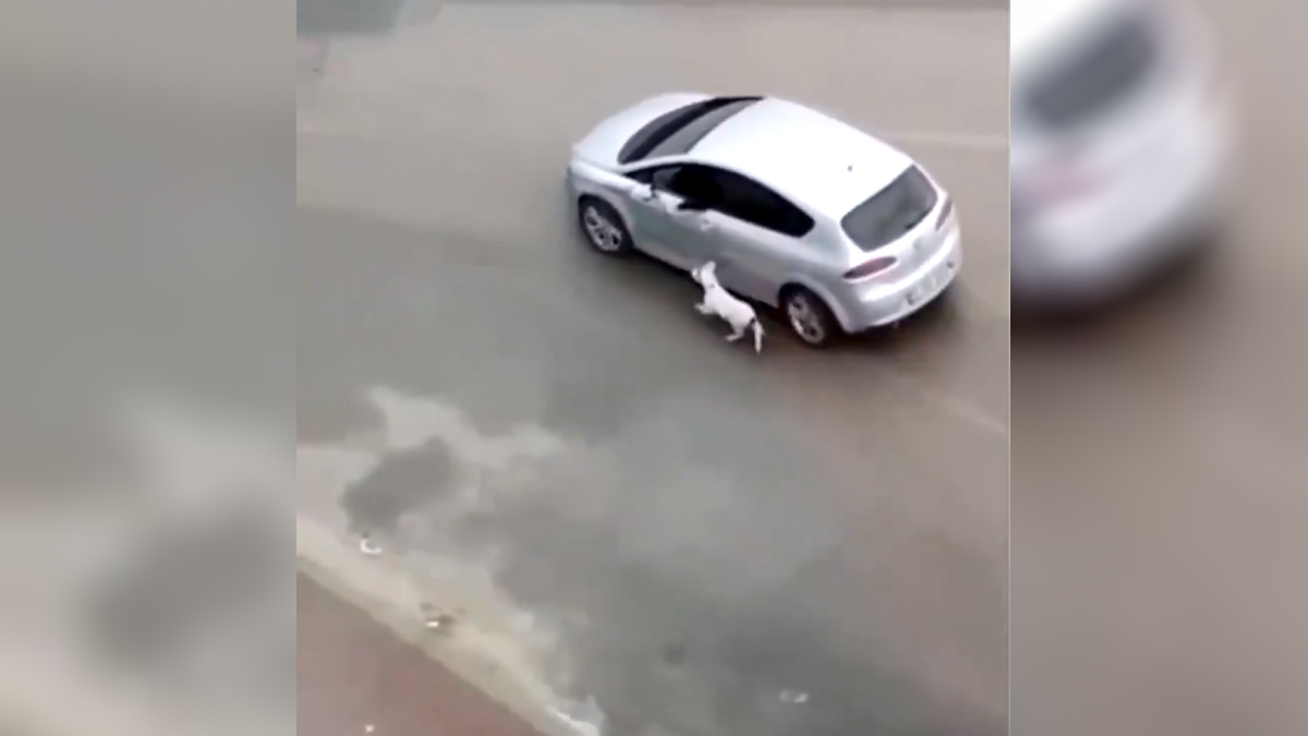 Köpeği aracın arkasından sürükleyen şüpheli yakalandı