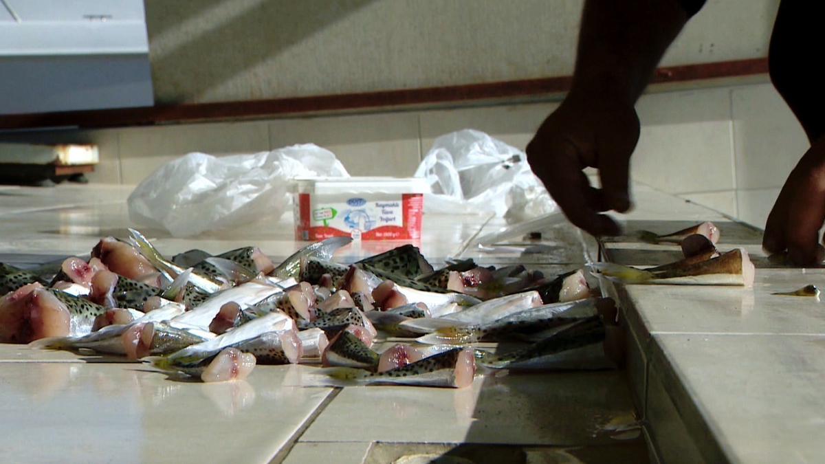 Antalyalı balıkçılar balon balığı kuyruğundan binlerce lira kazandı