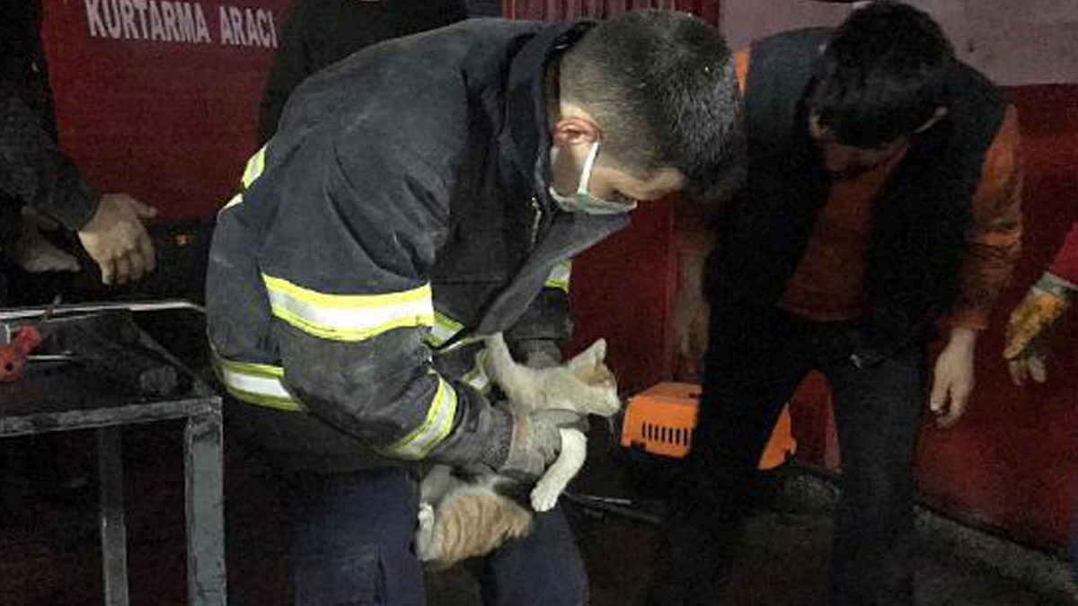 Aracın camına bırakılan not kedinin hayatını kurtardı