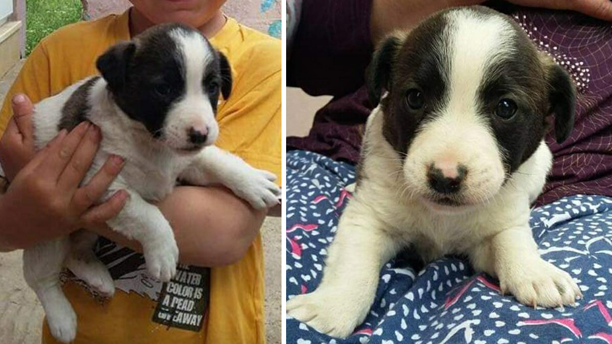 7 yaşındaki Zeytin'i silahla vurarak öldürdüler