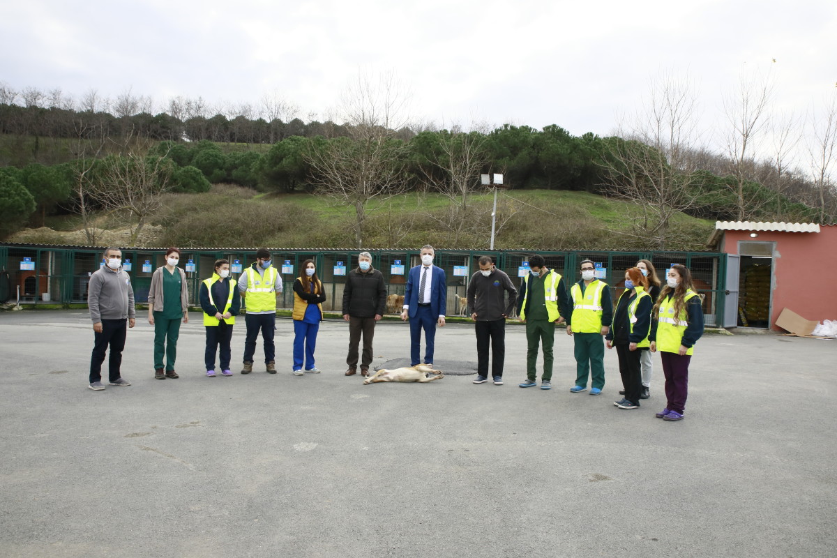 Sarıyer Belediyesi ayda 1200 sokak hayvanını tedavi ediyor