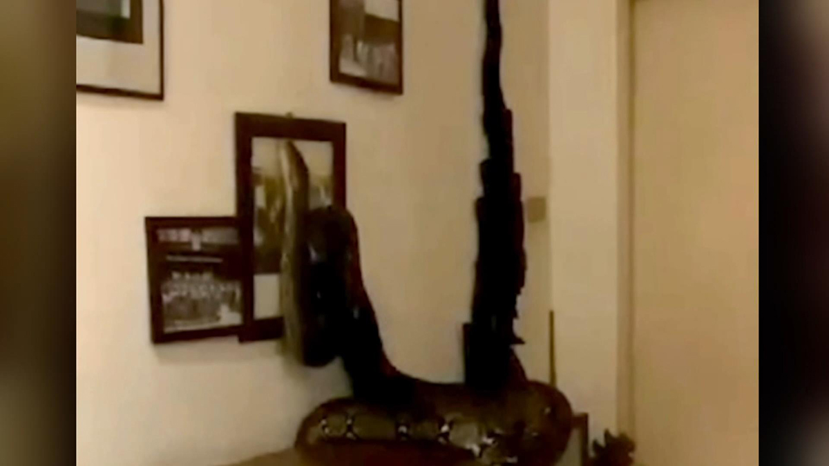 Tayland’da 3.5 metrelik dev piton eve girdi