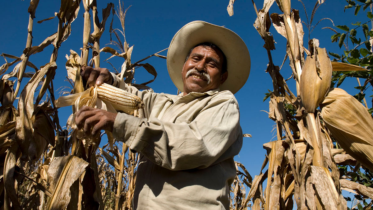 Meksika'da GDO'lu mısır üretimi yasaklandı