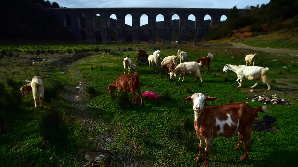 Alibeyköy Barajı'ndaki korkunç tablo bir kez daha görüntülendi
