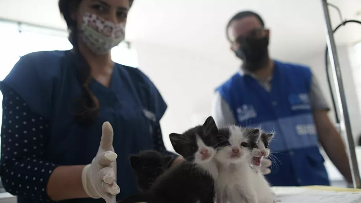 ABD ve İtalya hayvanlar için Kovid-19 aşısı geliştirdi