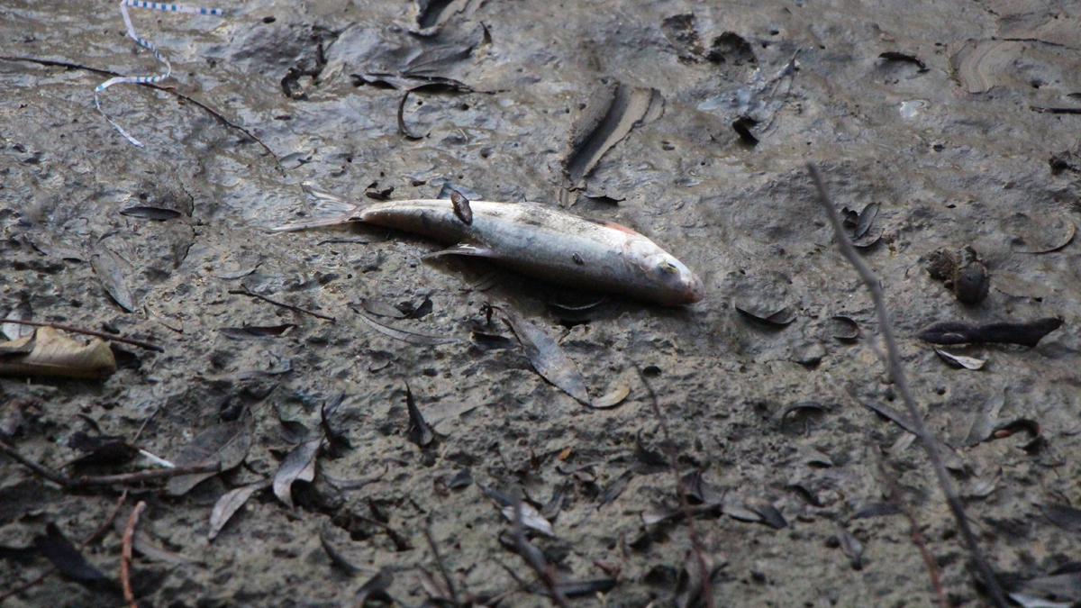 Yeşilırmak'ta ölü balıklar karaya vurdu