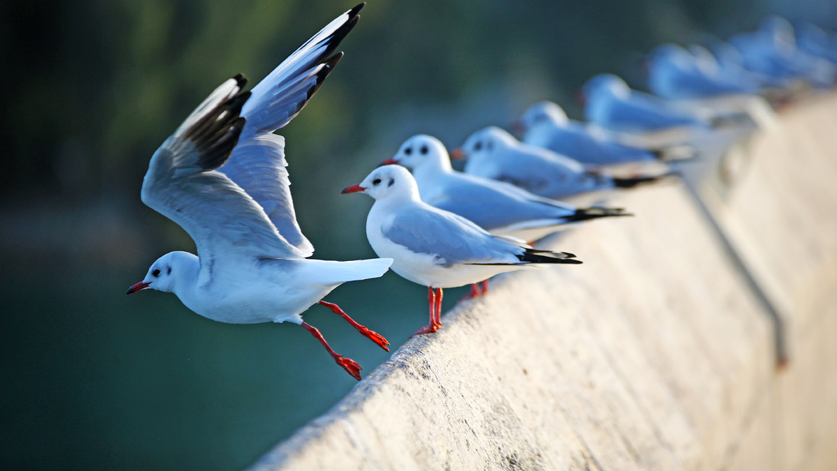 Tarihi Taşköprü'de doyumsuz manzara