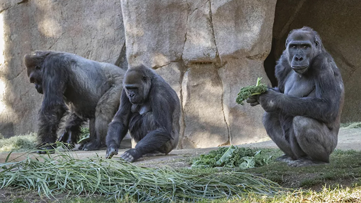 Koronavirüs gorillere de bulaştı