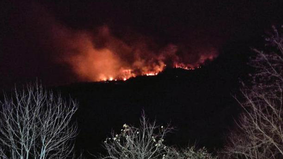 Giresun'daki orman yangınlarına soruşturma
