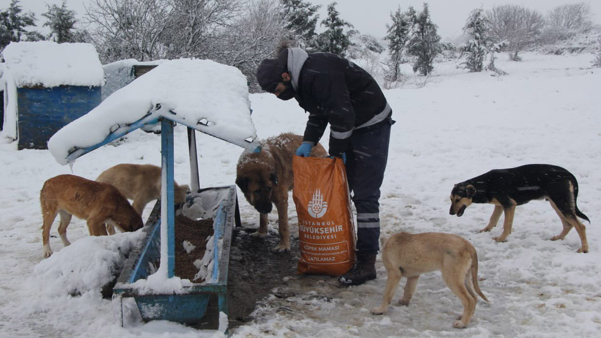 İmamoğlu'ndan sokak hayvanları için çağrı