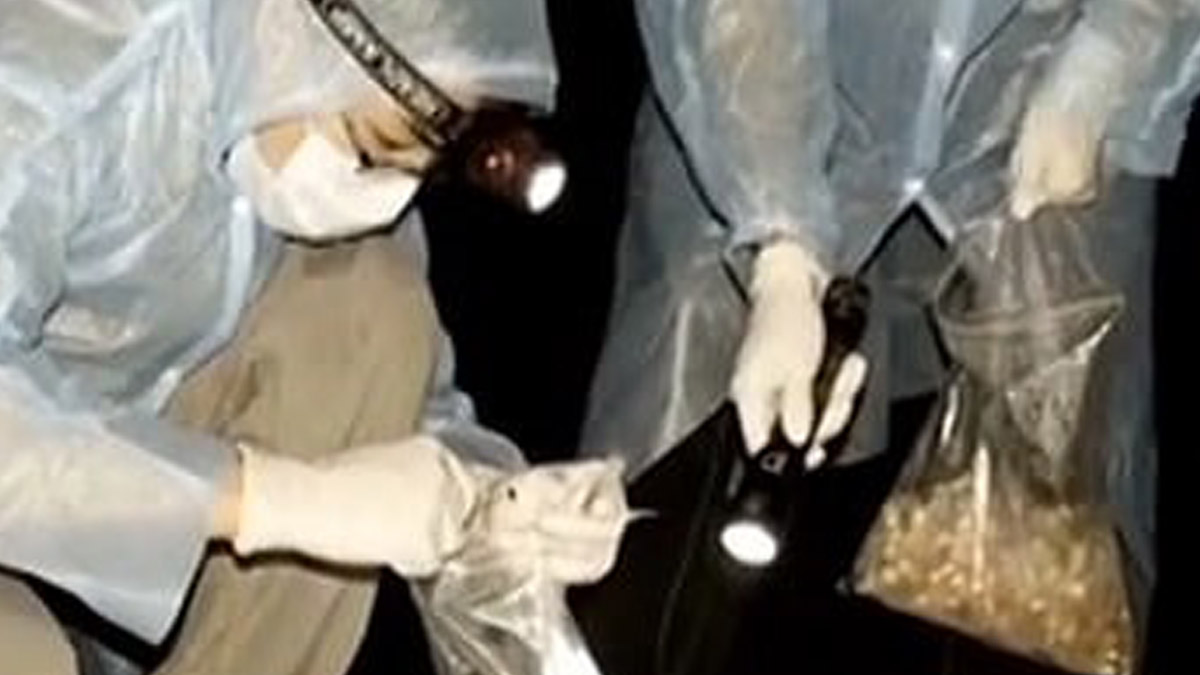 Kovid-19'un kaynağından kritik itiraf: İğne gibi geçti