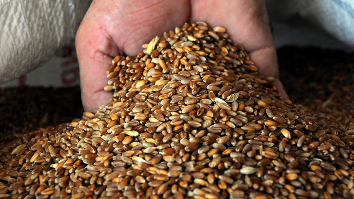 Buğday fiyatları 6 yılın zirvesinde