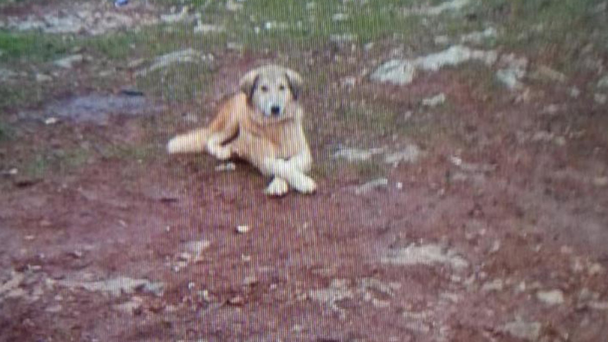 Köpeğini fazla ekmek yiyor diye öldürdü